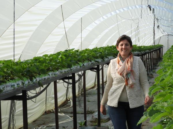 Une production de fraise, framboise et tomates